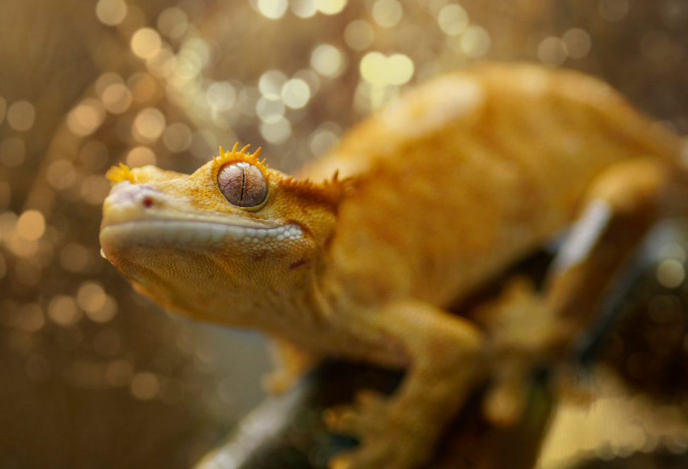 Provide them with a UVB light source for crested gecko