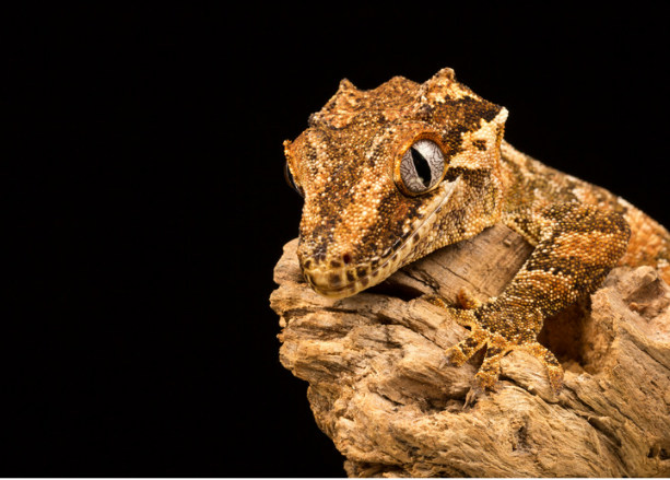 How to Keep Your Crested Gecko Safe From Crickets