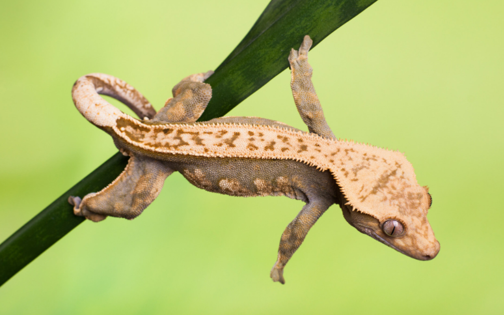 Are Crested geckos easy to care for?