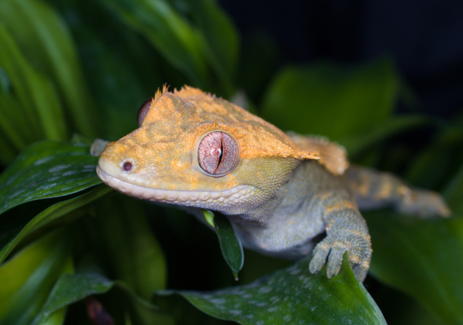 Feed crested geckos a diet that consists mostly of insects